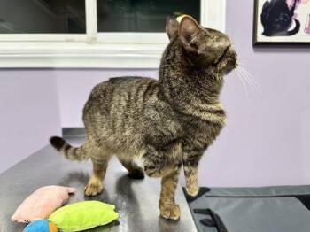 Mrs. Ripley -  Domestic Short Hair Cat for Adoption in Ferndale, Michigan - Mrs. Ripley | PetCurious