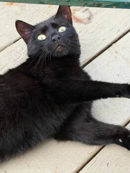 Jingles -  Domestic Short Hair Cat for Adoption in Lambertville, New Jersey - Jingles | PetCurious