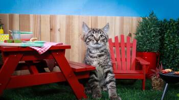 Timber -  Tabby Cat for Adoption in Lucas, Texas - Timber | PetCurious