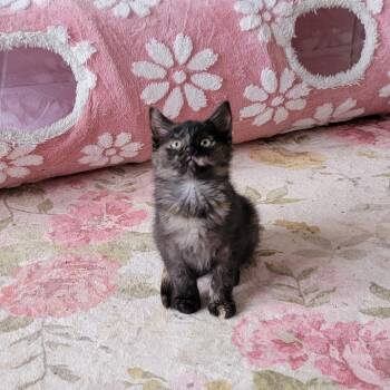 Tortoiseshell Cats Available for Adoption - Beans | PetCurious