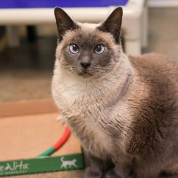 Lira -  Siamese Cat for Adoption in Los Angeles, California - Lira | PetCurious