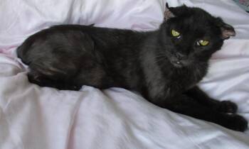 Rescue Domestic Short Hair Cats for Adoption in Chandler, Arizona - Eartha Kitt | PetCurious