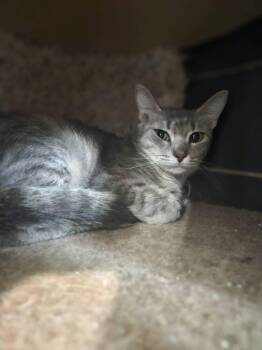 Tinky -  Domestic Short Hair Cat for Adoption in San Leon, Texas - Tinky | PetCurious