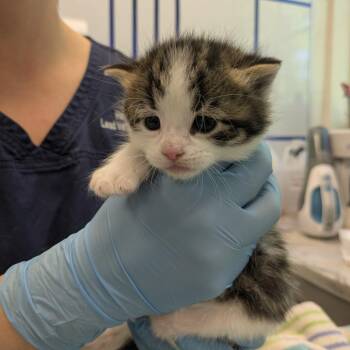 Bing Bong -  Domestic Short Hair Cat for Adoption in South Burlington, Vermont - Bing Bong | PetCurious