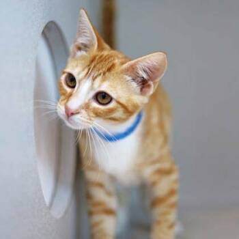 Spike -  Domestic Short Hair Cat for Adoption in Atlanta, Georgia - Spike | PetCurious