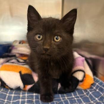 Whistle -  Domestic Medium Hair Cat for Adoption in Chehalis, Washington - Whistle | PetCurious