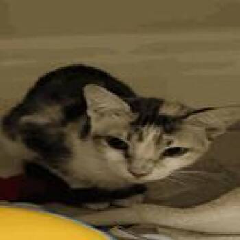 Kayla -  Domestic Short Hair Cat for Adoption in Pinellas Park, Florida - Kayla | PetCurious