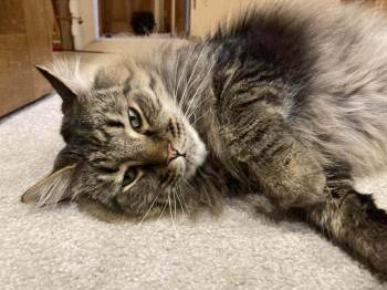 *Jeff (bonded to *Domino) -  Domestic Long Hair Cat for Adoption in Hudson, New Hampshire - *Jeff (bonded To *Domino) | PetCurious
