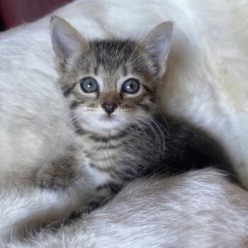 Magee -  Domestic Short Hair Cat for Adoption in Norman, Oklahoma - Magee | PetCurious