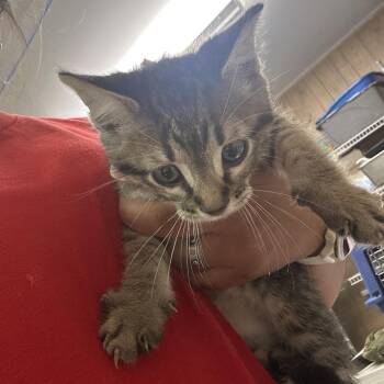 Watson -  Domestic Short Hair Cat for Adoption in Leander, Texas - Watson | PetCurious
