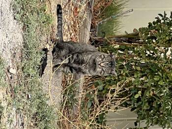 Rescue Domestic Short Hair Cats for Adoption in Steamboat Springs, Colorado - Scruffy | PetCurious