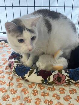 Domestic Short Hair Cats Available for Adoption - Honey Bunney | PetCurious