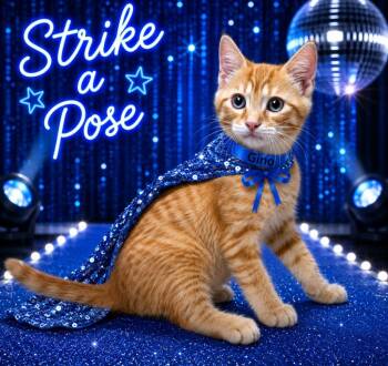 Gino -  Domestic Short Hair Cat for Adoption in Washington Court House, Ohio - Gino | PetCurious