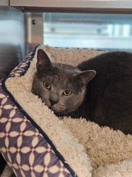 Domestic Short Hair Cats Available for Adoption in Disputanta, Virginia - Smoky | PetCurious