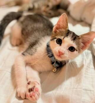 Tatertot -  Domestic Short Hair Cat for Adoption in Kansas City, Missouri - Tatertot | PetCurious