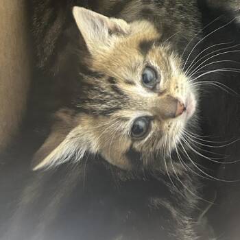 Domestic Short Hair Cats Available for Adoption in Philadelphia, Pennsylvania - North | PetCurious