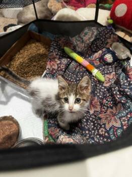 Cayenne -  Domestic Short Hair Cat for Adoption in Orange, Virginia - Cayenne | PetCurious
