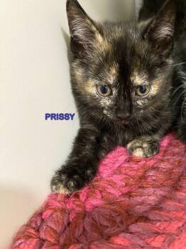 Domestic Medium Hair Cats Available for Adoption in Plattsburgh, New York - Prissy | PetCurious