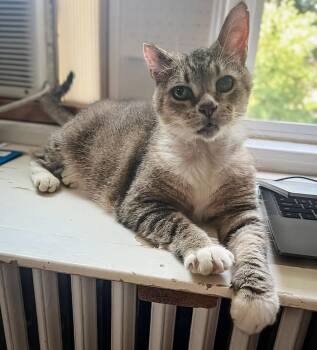 Rescue Domestic Short Hair Cats for Adoption in Philadelphia, Pennsylvania - FANNY | PetCurious
