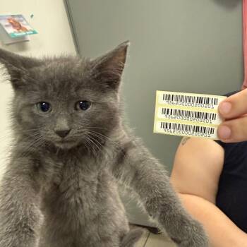 Domestic Medium Hair Cats Available for Adoption in Charleston, West Virginia - Channing Tater | PetCurious