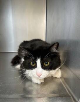 Jasper -  Domestic Long Hair Cat for Adoption in Newberg, Oregon - Jasper | PetCurious