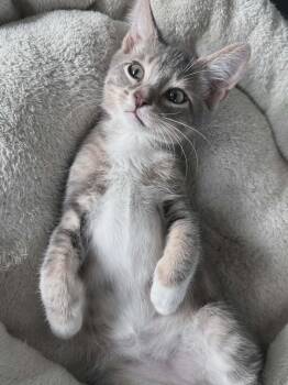 Sully -  Domestic Short Hair Cat for Adoption in Littlestown, Pennsylvania - Sully | PetCurious