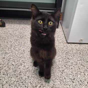 Smolder -  Domestic Medium Hair Cat for Adoption in Clavet, Saskatchewan - Smolder | PetCurious