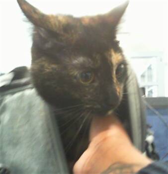 Domestic Short Hair Cats Available for Adoption in Charlotte, North Carolina - CHAI SPICE | PetCurious