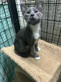 Rescue Domestic Long Hair Cats for Adoption in Muskegon, Michigan - Bamboo | PetCurious