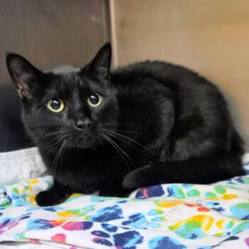 Gigi -  Domestic Short Hair Cat for Adoption in New Cumberland, West Virginia - Gigi | PetCurious