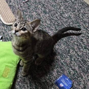 Nova -  Domestic Short Hair Cat for Adoption in Hudsonville, Michigan - Nova | PetCurious