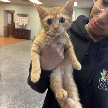 Pascal -  Domestic Short Hair Cat for Adoption in Springboro, Ohio - Pascal | PetCurious