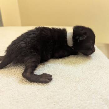 Domestic Short Hair Cats Available for Adoption in Pasadena, California - Flo | PetCurious