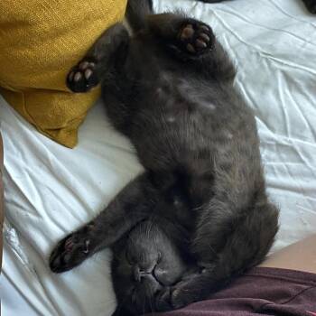 Baikal -  Domestic Short Hair Cat for Adoption in Salt Lake City, Utah - Baikal | PetCurious