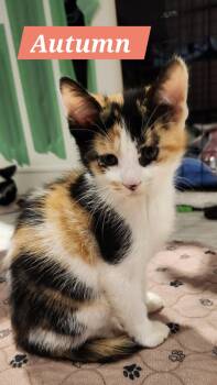 Autumn, Pandy, Marshmallow -  Domestic Short Hair Cat for Adoption in Brantford, Ontario - Autumn, Pandy, Marshmallow | PetCurious