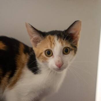 Elena -  Domestic Short Hair Cat for Adoption in Pawling, New York - Elena | PetCurious