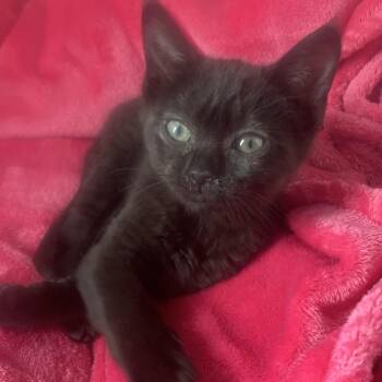 Betty -  Domestic Short Hair Cat for Adoption in Bonnyville, Alberta - Betty | PetCurious