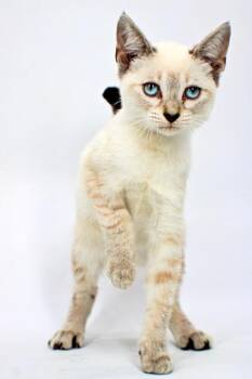Stefan -  Domestic Short Hair Cat for Adoption in Morton Grove, Illinois - Stefan | PetCurious
