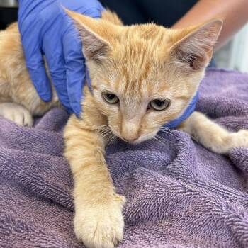 Nemo -  Domestic Short Hair Cat for Adoption in Ojai, California - Nemo | PetCurious