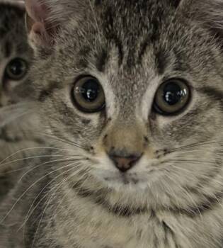 Nellie -  Domestic Short Hair Cat for Adoption in Des Moines, Iowa - Nellie | PetCurious