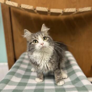 Rochelle***ADOPTION PENDING*** -  Domestic Medium Hair Cat for Adoption in Fargo, North Dakota - Rochelle***ADOPTION PENDING*** | PetCurious