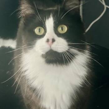 Dexter -  Domestic Short Hair Cat for Adoption in Carmel, Indiana - Dexter | PetCurious