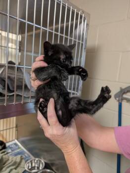 Rescue Domestic Short Hair Cats for Adoption in Nacogdoches, Texas - Hilton | PetCurious