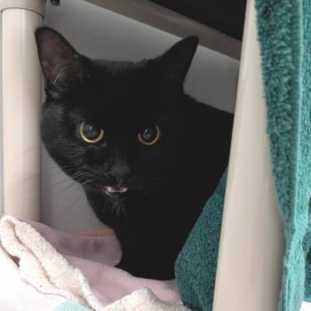 Mayo -  Domestic Short Hair Cat for Adoption in Dover, New Hampshire - Mayo | PetCurious