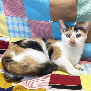 Rescue Domestic Short Hair Cats for Adoption in Mt. Juliet, Tennessee - Mama Opium | PetCurious