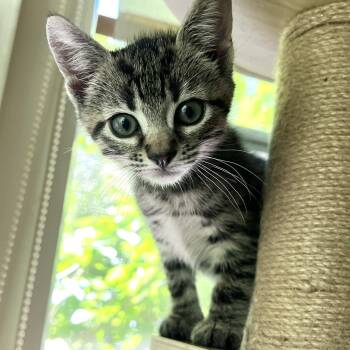 Lightning McQueen -  Domestic Short Hair Cat for Adoption in Maplewood, New Jersey - Lightning McQueen | PetCurious