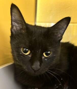 Kiwi -  Domestic Short Hair Cat for Adoption in Golden, Colorado - Kiwi | PetCurious