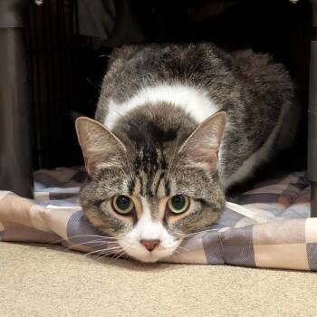Blossom - Available from Foster -  Domestic Short Hair Cat for Adoption in South Burlington, Vermont - Blossom - Available From Foster | PetCurious