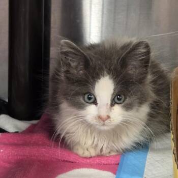 Moo -  Domestic Medium Hair Cat for Adoption in Voorhees Township, New Jersey - Moo | PetCurious