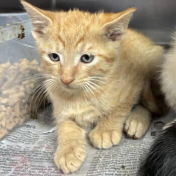 Butters -  Domestic Short Hair and Tabby Cat for Adoption in Gainesville, Virginia - Butters | PetCurious